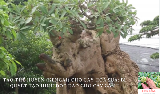 Tạo Thế Huyền (Kengai) cho cây Hoa Sữa: Cách tạo hình độc đáo cho cây cảnh