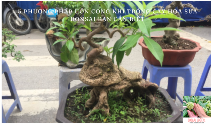 5 phương pháp uốn cong khi trồng cây hoa sữa Bonsai bạn cần biết