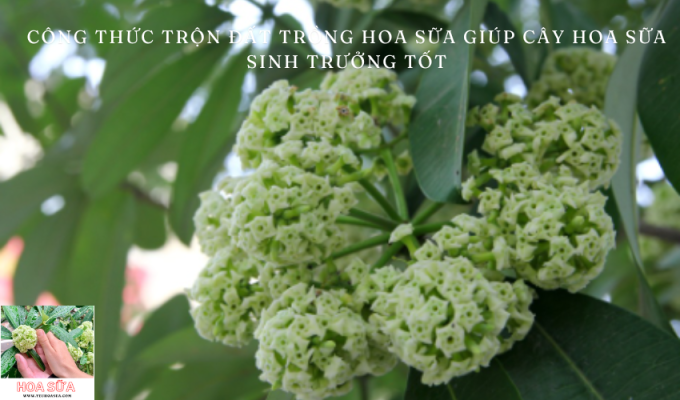 Tiết lộ 5 công thức trộn đất trồng hoa sữa giúp cây hoa sữa sinh trưởng tốt: Bí quyết nuôi dưỡng thành công