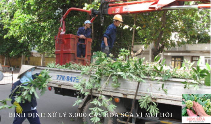 Bình Định tiến hành chặt 3.000 cây hoa sữa vì mùi hôi – Tin tức nóng hổi