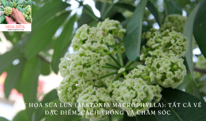 Cây Hoa Sữa Lùn (Alstonia macrophylla): Đặc Điểm, Cách Trồng và Chăm Sóc