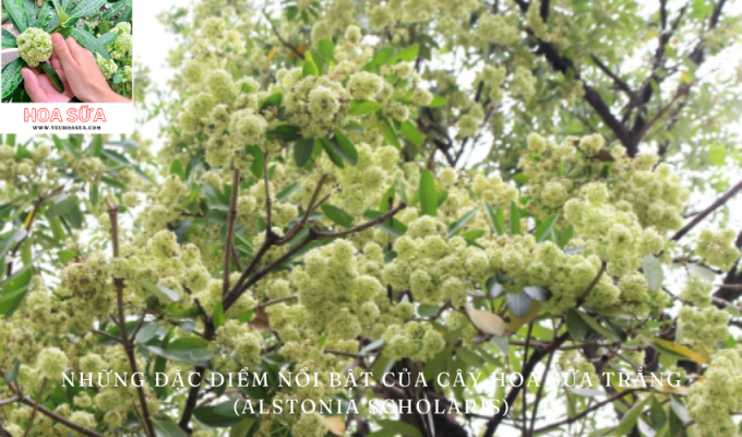 Những Đặc Điểm Nổi Bật Của Cây Hoa Sữa Trắng (Alstonia scholaris)