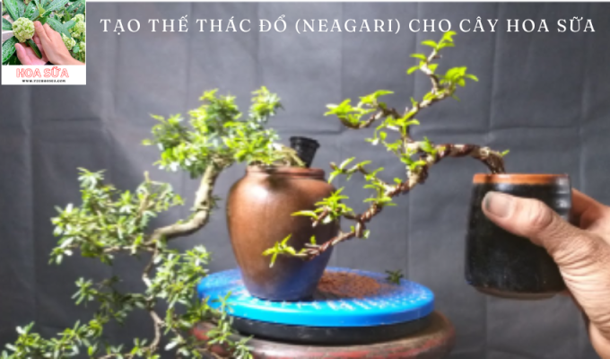 Tạo thế thác đổ (neagari) cho cây hoa sữa: Bí quyết tạo dáng cho cây hoa sữa