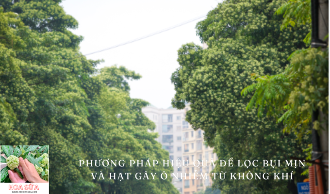 Cây hoa sữa: Phương pháp hiệu quả để lọc bụi mịn và hạt gây ô nhiễm từ không khí