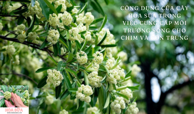 Công dụng của cây hoa sữa trong việc cung cấp môi trường sống cho chim và côn trùng