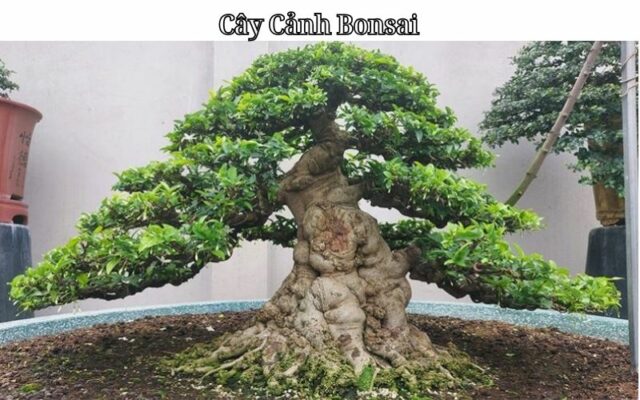 Cây Cảnh Bonsai: Nghệ Thuật Sống Tinh Tế và Độc Đáo